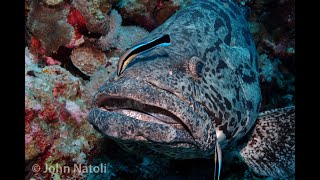 Patato Rockcod  Epinephelus tukula [upl. by Eisler]