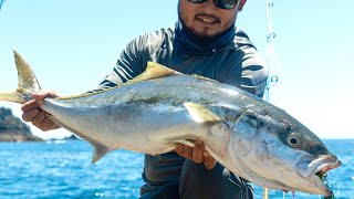 BACK IN NEW ZEALAND  Landbase Kingfish Catch and Cook [upl. by Orsini]