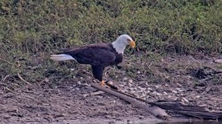 M15 eating lunch near the pond  SWFL Eagles  Nov 10 2024 [upl. by Lichtenfeld]