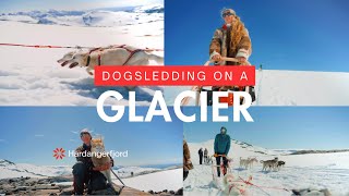 DOGSLEDDING ON A GLACIER  A day at Folgefonna Husky Camp [upl. by Downing738]