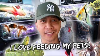 Feeding My Exotic Pets Parrot Fish Axolotls Snake Ants Tarantula etc  Vlog 768 [upl. by Hudis]