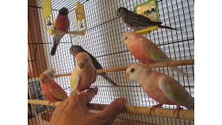 Comparing Bourkes Parakeets to Splendid Parakeets  Their Differences [upl. by Elleynad]