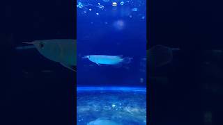 Arowana baby arowana silverarowana fish aquariumfish monster shorts [upl. by Kamat]