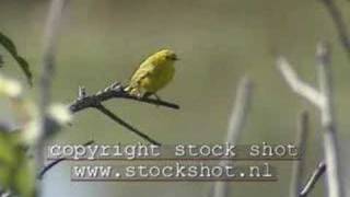 Yellow Warbler dendroica petechia [upl. by Aeslehc]