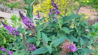 Plant Spotlight Buddleia Butterfly Bush A pollinator magnet in my GAzone 8a garden [upl. by Areht]