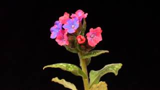 Pulmonaria time lapse [upl. by Idnas]