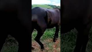 worst horse hoof compilation foryou hoof [upl. by Eugenius]