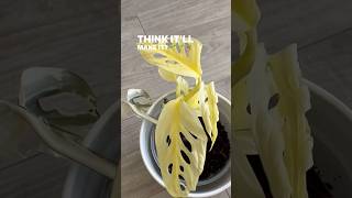 Monstera Adansonii Tricolor plants rareplants shorts viralshorts plantcare yt subscribe [upl. by Ellicec]