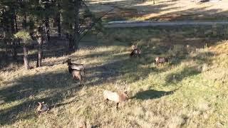 Alpine AZ Elk from above [upl. by Ilecara]