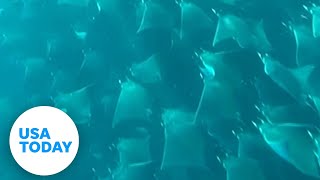 Diver witnesses breathtaking view as fever of stingrays swimming underwater  USA TODAY [upl. by Aydin]