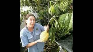 Rollinia or Brazilian Custard Apple Tree [upl. by Lauretta987]