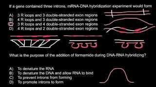 mRNADNA hybridization [upl. by Naji]