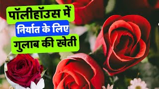 Cultivation of Rose in polyhouse for export पॉलीहॉउस में निर्यात के लिए गुलाब की खेती [upl. by Areit]