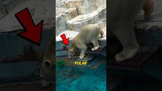 Polar Bear Diving Into The Water shortsvideo [upl. by Nofets356]