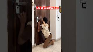 watch till end🐶🦮😂 shorts funny viralshort comedy [upl. by Melanie144]