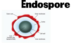 Endospore formation in bacteria animation [upl. by Pardner]