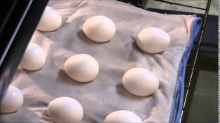 Oven Cooked quotBoiledquot Eggs [upl. by Celinka576]