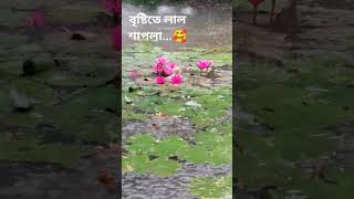 বৃষ্টিতে লাল শাপলা🥰 dinajpur [upl. by Notrem]