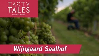 WIJNGAARD SAALHOF Wognum • Dutch winery in the polder • Tasty Tales [upl. by Jotham]