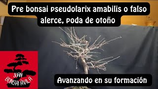 Poda de otoño pre bonsai de pseudolarix amabilis o falso alerce avanzando en su formación [upl. by Sad]