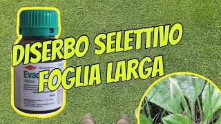 Diserbo selettivo foglia larga nel prato come si fa [upl. by Tirb]