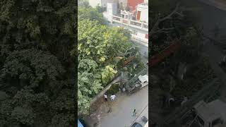 Park ki maintenance hui h aaj tree cut krdia h [upl. by Ecirtak443]