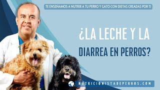 ¿La leche y la diarrea en perros Descubre la verdad sobre esta relación [upl. by Aieken]