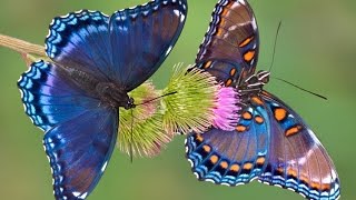 BUTTERFLY AMOZING IMAGES [upl. by Nuajed]