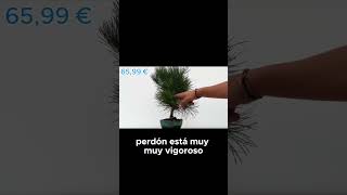 Conoce uno de nuestros Pinus Thunbergii [upl. by Oderfla]