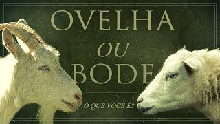 A Diferença entre OVELHA e BODE [upl. by Daney]