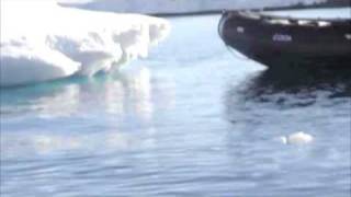 Leopard seal attacks boat [upl. by Baoj]