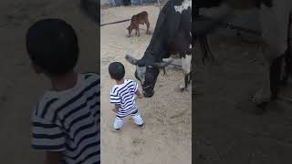 Gav mata karipa se sab kam ho raha love gav cow cute baby [upl. by Llorrad]