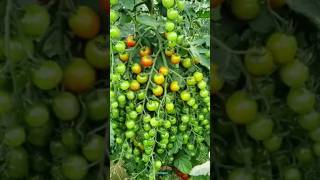 New technique for growing tomato plants tomatografting tomato farming viral shorts [upl. by Sussna]