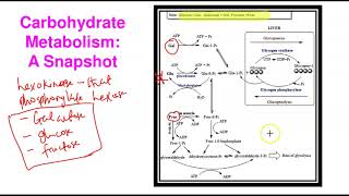 Carbohydrate Metabolism Storage amp Control [upl. by Temme]