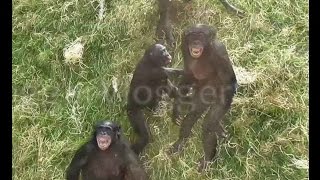 Agitated Bonobos Going Ape [upl. by Bohner201]