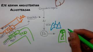 FISIOLOGÍA DEL SISTEMA RENINA ANGIOTENSINA ALDOSTERONA  Fácil y Practico 2018 [upl. by Jovita]