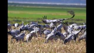 FischlandDarßZingstNaturbeobachtungen im Herbst [upl. by Goldwin]