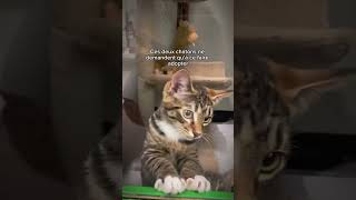 Les animaux sont si purs 💚 animals cat dog love tiktok subscribe viralvideo shorts [upl. by Laresa172]