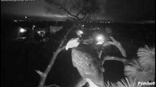 F23 spends the night on the nest tree 😍  20241007  SWFL [upl. by Ahsilrae64]