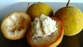 How to open and eat Santol [upl. by Annaer]