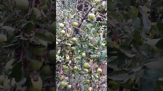 Young apple trees harvest in 2024 in Kyrgyzistan fruittravel [upl. by Adrienne993]