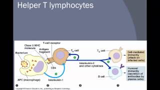 Helper T cells vs Killer T cellsmov [upl. by Cointon475]