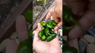 Harvested jalapeños to fill up spiced vinegar gardening vegetablegardening fyp shorts peppers [upl. by Alemaj]