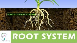 ROOT SYSTEM [upl. by Eiser]