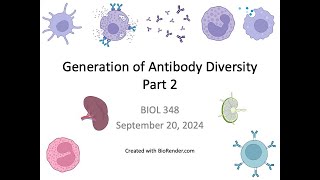 Immunology Fall 2024 Lecture 12 Generation of Antibody Diversity Part 2 [upl. by Marsden739]