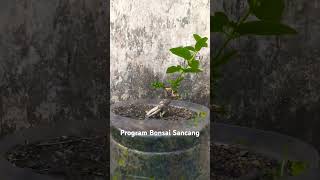 Program Bonsai Sancang sancangbonsai bonsai mame shito art [upl. by Areemas]