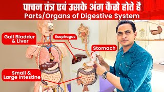 FullVideo➡️Parts of Digestive SystemEsophagus Stomach Intestine Liver  पाचन तंत्र एवं उसके अंग [upl. by Alberik277]