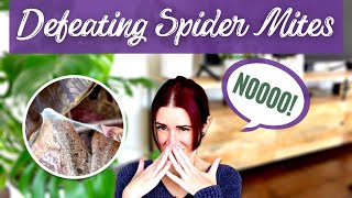 The ULTIMATE Guide to Defeating and Preventing Spider Mites  Everything You Need to Know [upl. by Mij295]