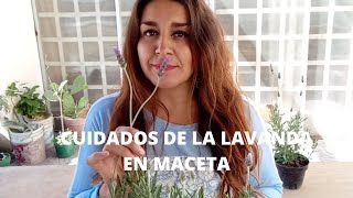 CUIDADOS DE LA LAVANDA EN MACETA  HUERTO URBANO [upl. by Livingstone]