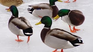 Migrating Canada Goose and feeding Mallard Ducks [upl. by Nomaj]